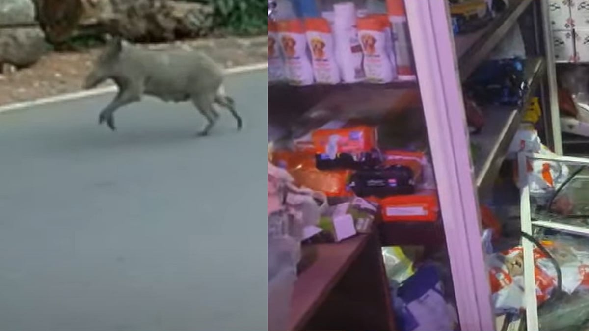 തിരുവനന്തപുരത്ത് കാട്ടുപന്നികളുടെ ആക്രമണത്തില് ഒരാള്ക്ക് പരിക്ക്, നിരവധി കടകള്ക്ക് കേടുപാട്